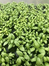 Herb Basil , The Genovese