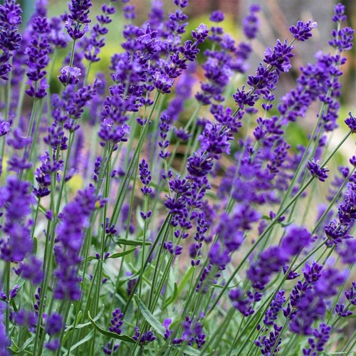 Lavender hidcote herb plant - hidcote,
