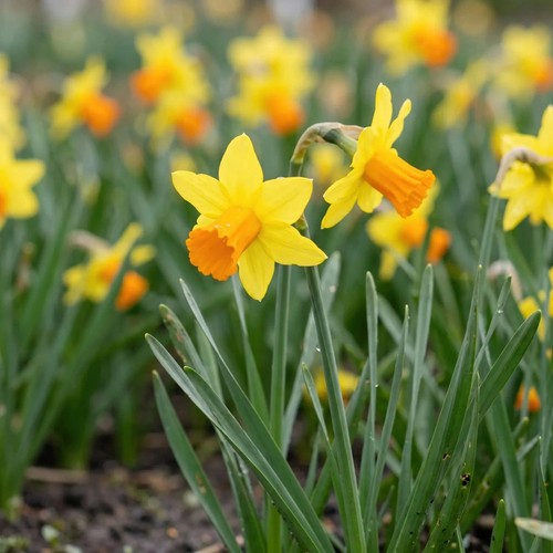 Narcissus jetfire daffodil - narcissus,