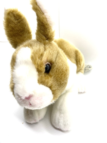 Trophee holland rabbit - holland,