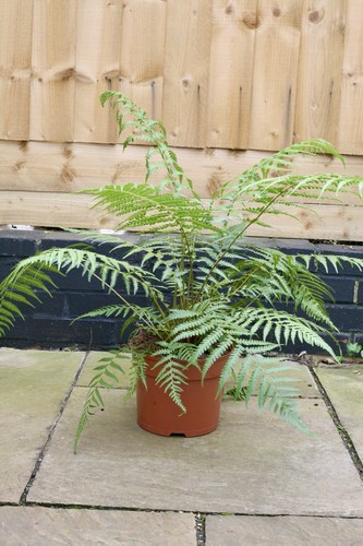Dicksonia antarctica tree - dicksonia,