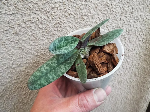Rare paphiopedilum concolorx - rare,