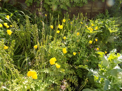 Meconopsis cambrica welsh - meconopsis,