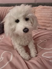 Life Like reborn style Hand Made Dog Stuffed Animal Soft Plush Toy