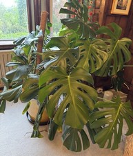 Large Monstera Swiss Cheese