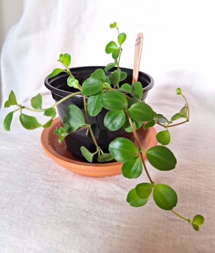 Peperomia rotundifolia - peperomia,