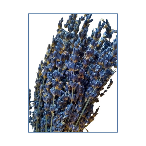 Dried lavender bunches - lavender,