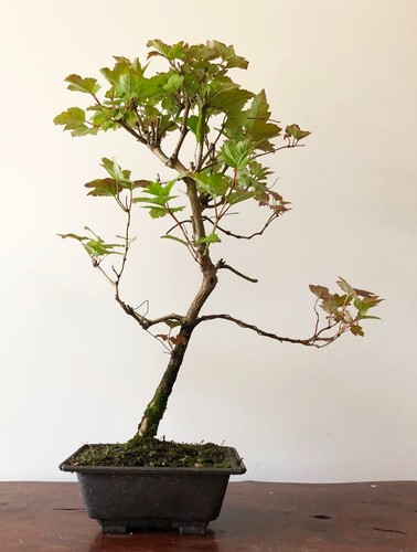 Guelder rose bonsai - bonsai,