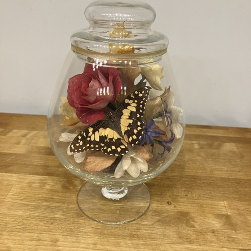 Glass dome - glass,