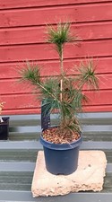Pinus strobus Eastern White Pine - seed  grown in 2L pot ideal bonsai subject