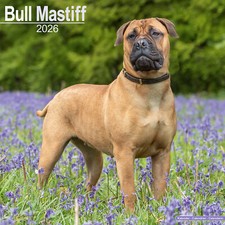 Bull Mastiff 2026 Calendar |