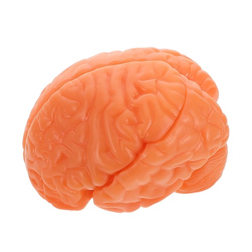 Neurological brain model human - neurological,