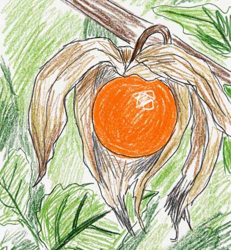 Cape gooseberry plant - cape,