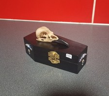 Carrion Crow Skull On Coffin