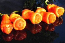 PETER PEPPER ORANGE chili