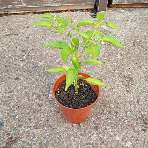 Natural home grown - , chilli