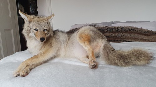 Soft mount taxidermy fully - soft,