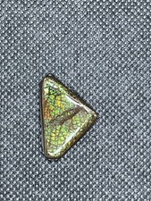 Natural Polished Ammolite