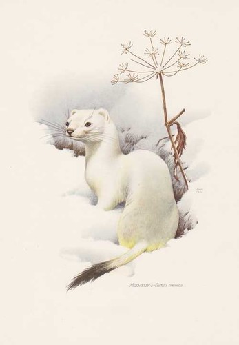 Ermine mustela erminea art - erminea,