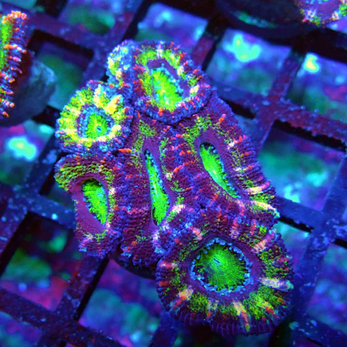 Wysiwyg acan lord coral frag - coral,