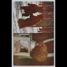 Postcard Yellowstone Bears