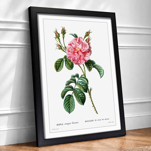 Wild pink rose flowers - wild,