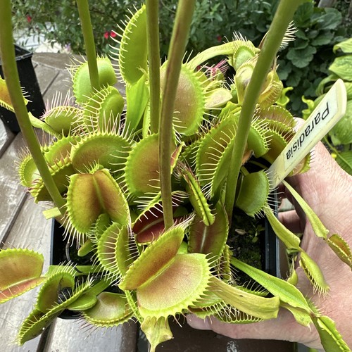 Venus flytrap dionaea - venus,