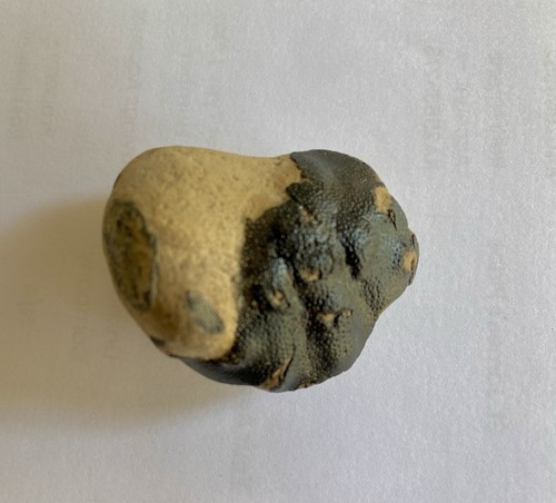 London clay fossil crab - clay,