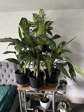 Aglaonema