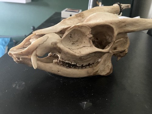 Muntjac buck deer skull - deer,