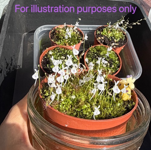 Utricularia sandersonii live - sandersonii,