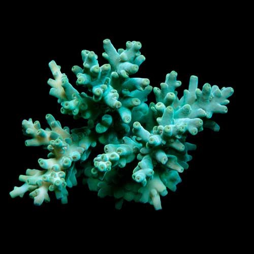 Aquacultured assorted green - aquacultured,
