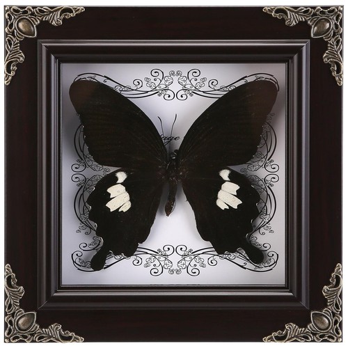 Real butterfly framed - butterfly,