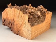 Hollow Live Edge Burr Elm