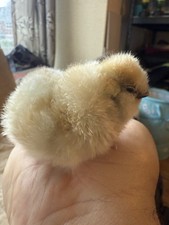 Silkie Bantam Chicken Eggs, Fresh, Mixed Colors, Pack of 6 Not Live