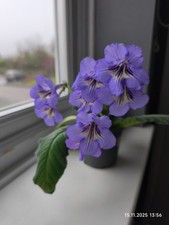 Streptocarpus hybrid (purple)