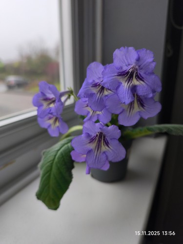 Streptocarpus hybrid - , (purple)