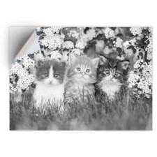 1 x Vinyl Sticker A5 - BW - Gorgeous Kittens Garden Cats Animals  #41343