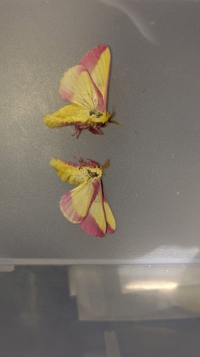 Silkmoth variety set 2 - variety, (2