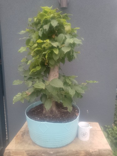 Hornbeam bonsai tree - hornbeam,