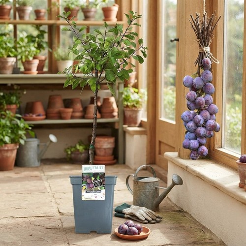 Space efficient fruit - space-efficient,
