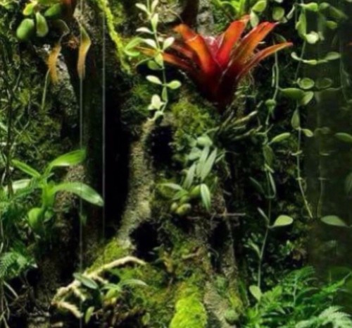 Terrarium decor kit - terrarium,