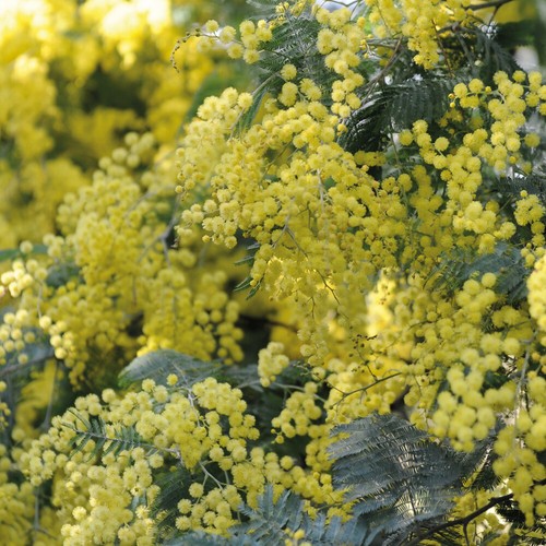 Acacia dealbata garden - acacia,