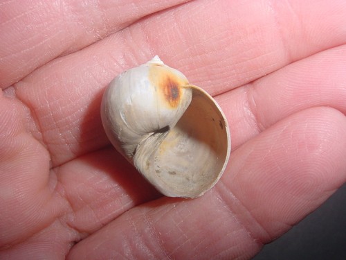 Rare bartonian eocene - bartonian,