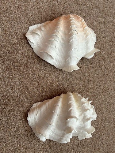 Natural large clam shells - natural, /