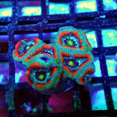 Wysiwyg acan lord coral frag - lord,