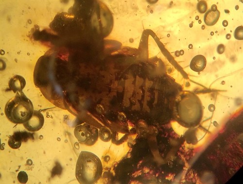 Clear large cockroach - large, other