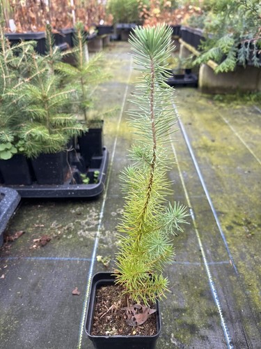 Stone pine sapling pinus - stone,