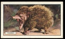 Tobacco Card, Gallaher, WILD ANIMALS, 1937, Tenrec, #16
