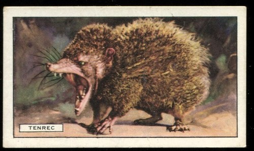 Tobacco card gallaher wild - card,,